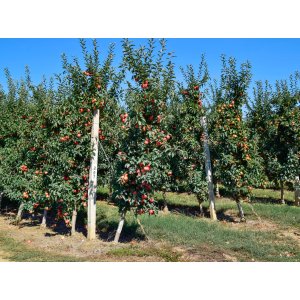 Stĺpovitá jabloň (Malus ballerina) ´RED CATS´ - jesenná, výška 70-80 cm - voľnokorenná